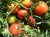 Tomatoes Titan