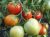 Tomatoes Ephemere