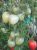 Tomatoes Budenovka