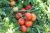Tomatoes Katyusha F1