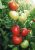 Tomatoes Neptune F1