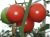 Tomatoes Richie F1