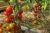 Tomatoes Cherry