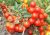 Tomatoes Supergonets