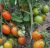 Tomatoes Smilyanskii Rudas