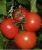 Tomatoes Fouette F1