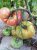 Tomatoes Giant-10 Novikova
