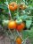 Tomatoes Orange