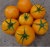 Tomatoes China Gold