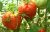 Tomatoes Cardinal
