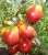 Tomatoes Crimean rose