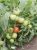 Tomatoes Irina