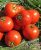 Tomatoes Union 21