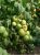 Tomatoes Tsyurupinsk