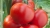 Tomatoes Krivyanskaya