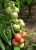 Tomatoes Platinum