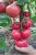 Tomatoes Pink miracle