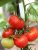 Tomatoes Siberian ripening
