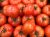Tomatoes Sakhalin