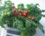 Tomatoes Bonsai