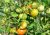 Tomatoes Dachnik