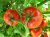 Tomatoes Yevpatoriya F1