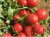 Tomatoes Ivan
