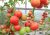 Tomatoes Lafanya F1