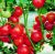 Tomatoes Lola F1