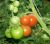 Tomatoes Leopold F1