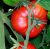 Tomatoes Master F1