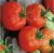 Tomatoes Minuet F1