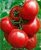 Tomatoes Monica F1