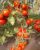 Tomatoes NC-Sonata F1