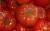 Tomatoes Novogogoshary