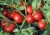 Tomatoes Olga F1