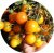 Tomatoes Orange F1