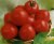 Tomatoes 8 Pilgrim F1
