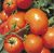 Tomatoes Portland F1
