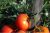 Tomatoes North Express F1