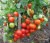 Tomatoes Semyonitch F1