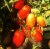 Tomatoes Semko 2000 F1