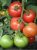 Tomatoes Tambov fruitful
