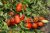 Tomatoes Ulysses F1