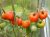 Tomatoes Hurricane F1