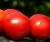 Tomatoes Hercules Maslov