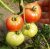 Tomatoes Favorite F1