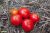 Tomatoes Pharaoh F1