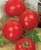 Tomatoes Fatalist F1