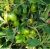 Tomatoes Fancy F1